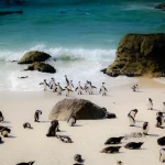 African penguins on seashore beside boulder