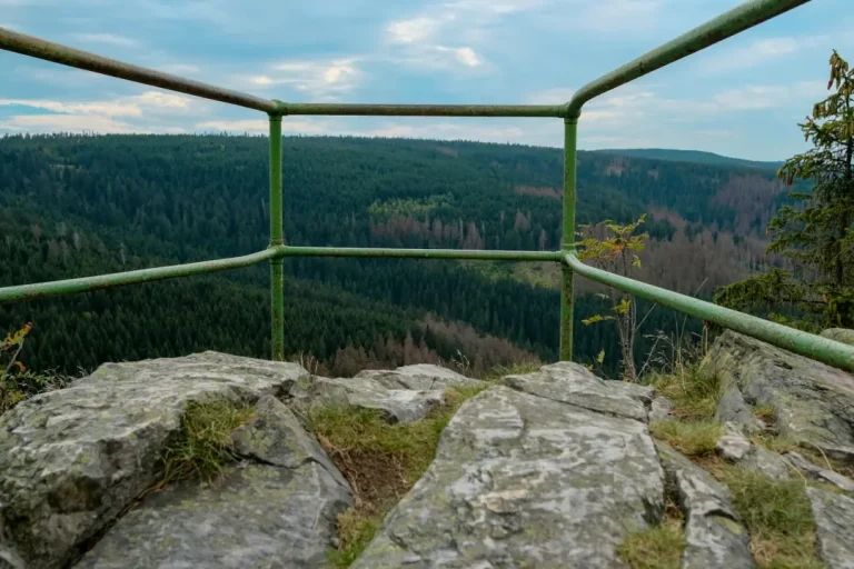green trees and grass covered field